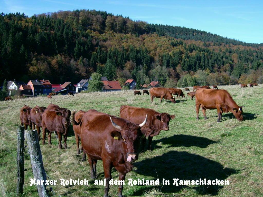 Gaestehaus Buendge Kamschlacken Buitenkant foto